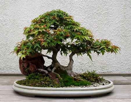 ������� :: ������ � penjing ���� 19