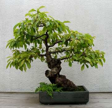 ������� :: ������ � penjing ���� 20