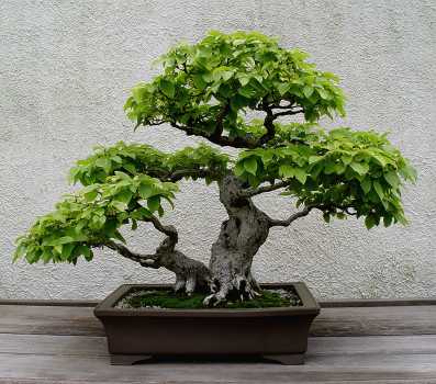 ������� :: ������ � penjing ���� 21