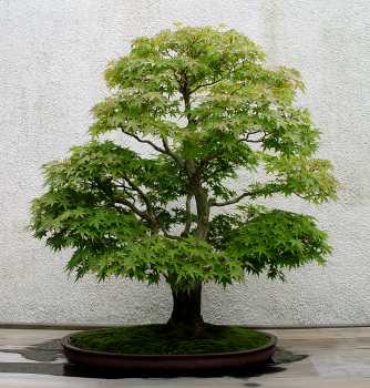 ������� :: ������ � penjing ���� 22