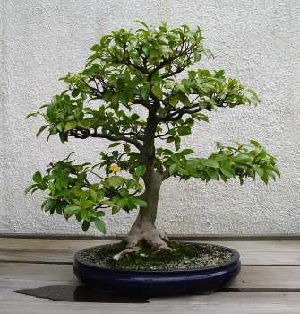 ������� :: ������ � penjing ���� 23