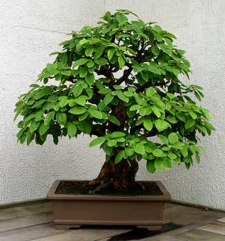 ������� :: ������ � penjing ���� 24