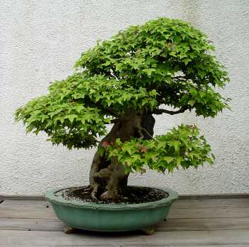 ������� :: ������ � penjing ���� 25