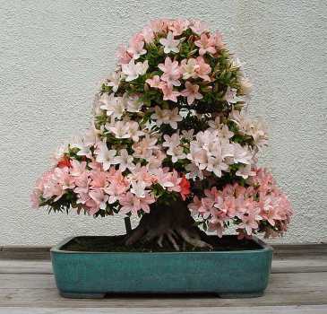 ������� :: ������ � penjing ���� 26