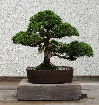 ������� :: ������ � penjing ���� 27