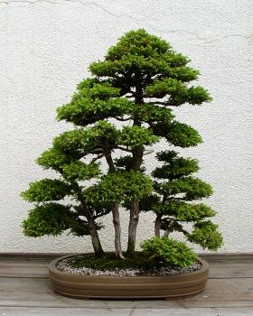 ������� :: ������ � penjing ���� 28