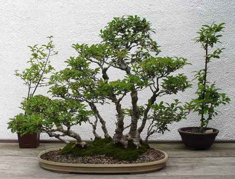 ������� :: ������ � penjing ���� 29