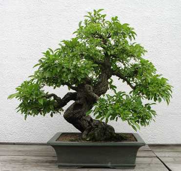 ������� :: ������ � penjing ���� 30