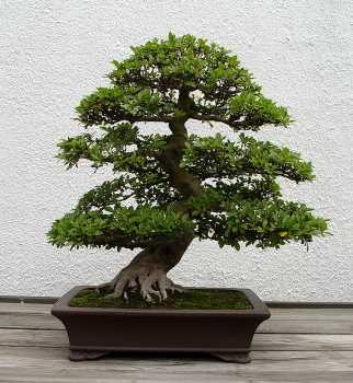 ������� :: ������ � penjing ���� 31