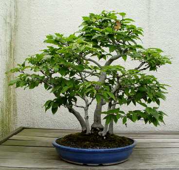 ������� :: ������ � penjing ���� 32