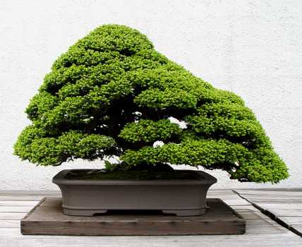 ������� :: ������ � penjing ���� 33