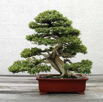������� :: ������ � penjing ���� 34