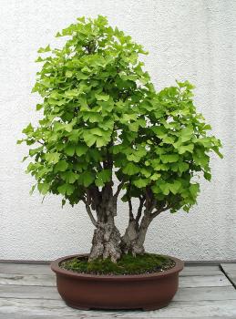 ������� :: ������ � penjing ���� 35