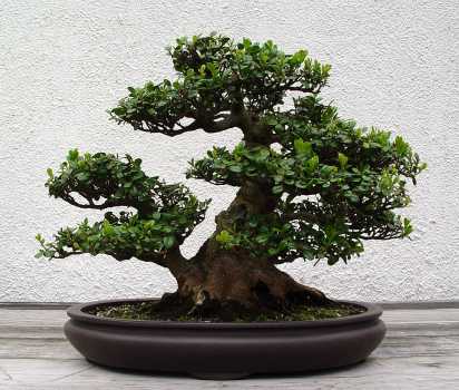������� :: ������ � penjing ���� 36