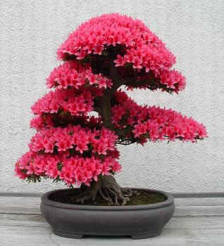 ������� :: ������ � penjing ���� 37