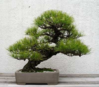������� :: ������ � penjing ���� 38