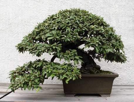 ������� :: ������ � penjing ���� 39