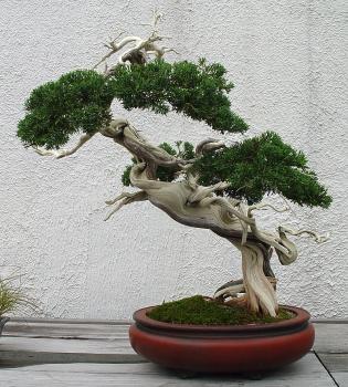������� :: ������ � penjing ���� 40