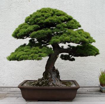 ������� :: ������ � penjing ���� 41