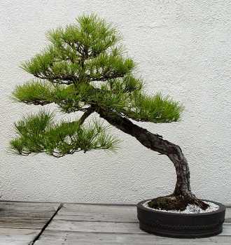 ������� :: ������ � penjing ���� 42