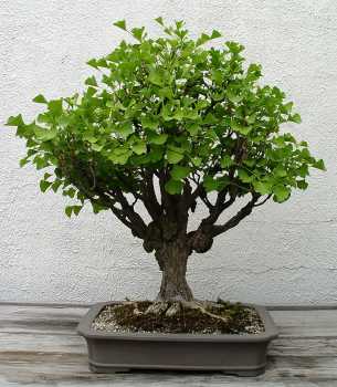 ������� :: ������ � penjing ���� 43