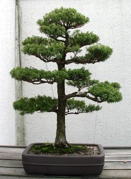 ������� :: ������ � penjing ���� 44