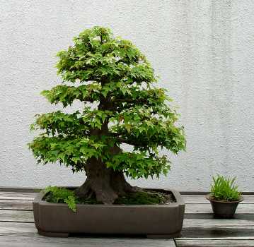 ������� :: ������ � penjing ���� 45