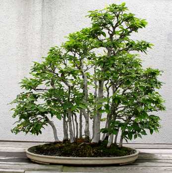 ������� :: ������ � penjing ���� 46