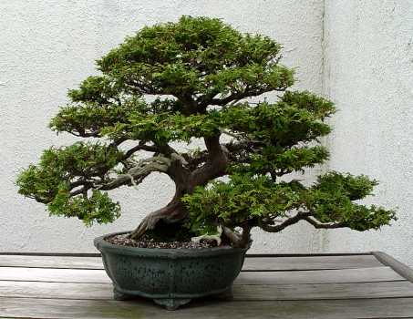 ������� :: ������ � penjing ���� 47