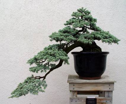 ������� :: ������ � penjing ���� 48