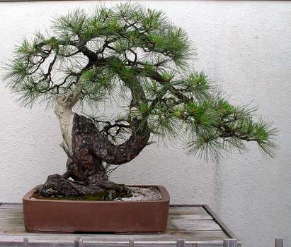 ������� :: ������ � penjing ���� 49