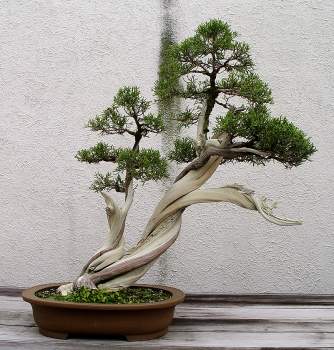 ������� :: ������ � penjing ���� 50