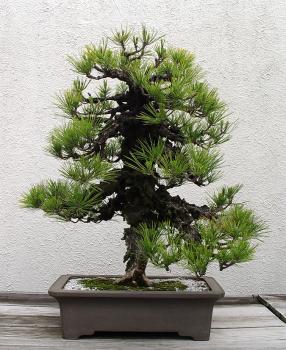 ������� :: ������ � penjing ���� 51