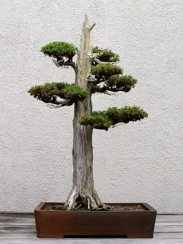 ������� :: ������ � penjing ���� 52