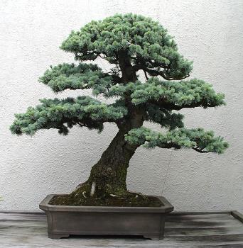 ������� :: ������ � penjing ���� 53