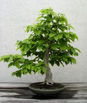 ������� :: ������ � penjing ���� 54