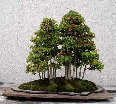 ������� :: ������ � penjing ���� 55