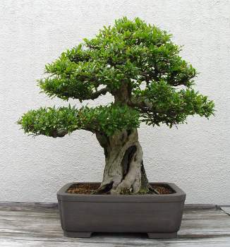 ������� :: ������ � penjing ���� 56