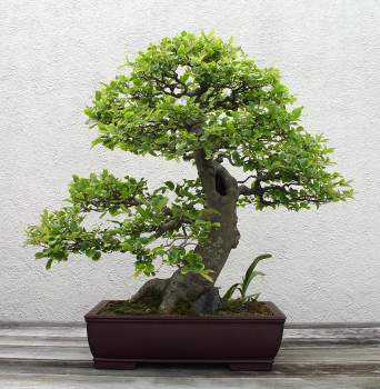 ������� :: ������ � penjing ���� 57