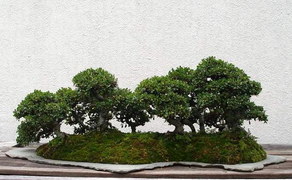������� :: ������ � penjing ���� 58