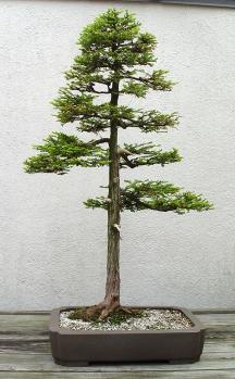 ������� :: ������ � penjing ���� 59