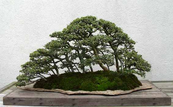 ������� :: ������ � penjing ���� 60