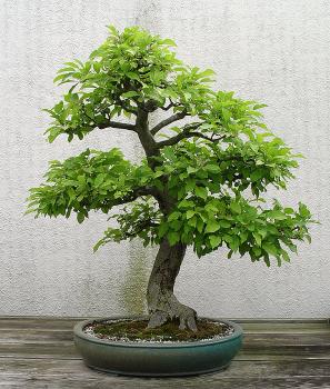 ������� :: ������ � penjing ���� 61