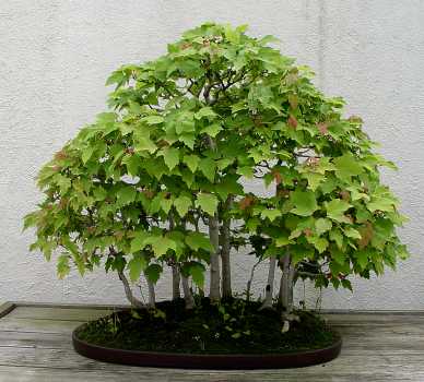 ������� :: ������ � penjing ���� 62