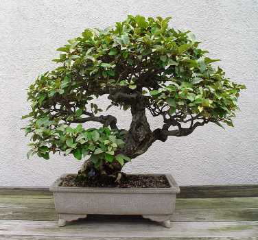 ������� :: ������ � penjing ���� 63