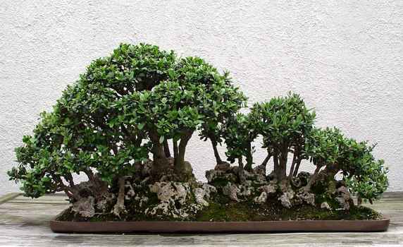 ������� :: ������ � penjing ���� 64