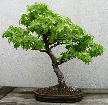 ������� :: ������ � penjing ���� 66