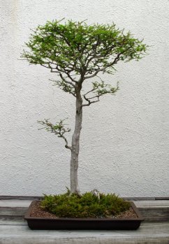 ������� :: ������ � penjing ���� 67