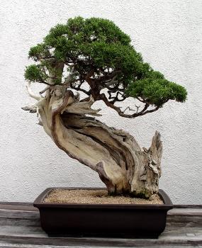 ������� :: ������ � penjing ���� 68