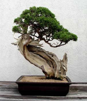 ������� :: ������ � penjing ���� 69